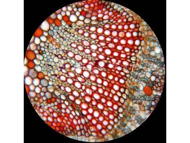 Trinocular Microscope with 8MP Camera I26034