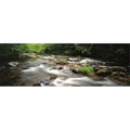 River flowing through a forest Poster Print - 36 x 12 P308240