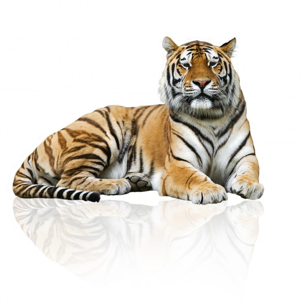 Tiger Wall Decal Peel and Stick Graphic (36 in H x 36 in W) C5548